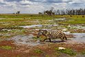 113 Amboseli Nationaal Park